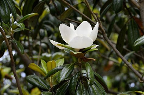 Magnolias Orígen Tipos Y Flores De Los Ejemplares Más Bonitos