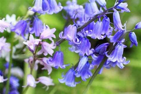 Bluebells Meadow Stock Photo Image Of Natural Bloom 31375606