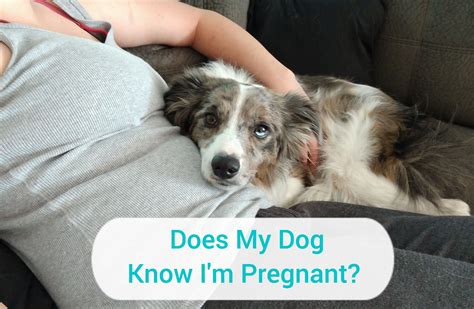 Candogs Sense Pregnancy Stitchwithtea