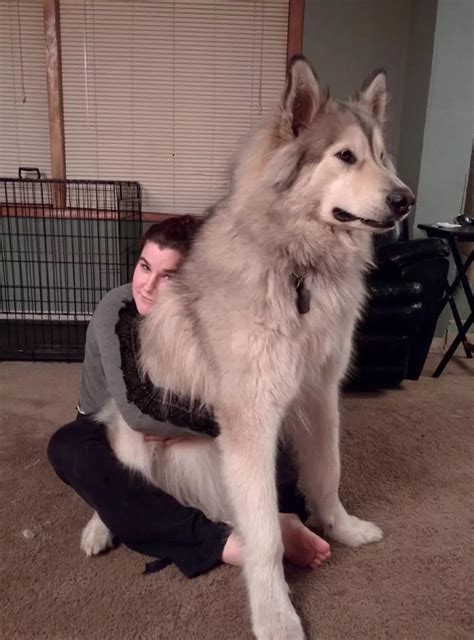 19 Dogs Who Are So Gigantic You Wont Believe They Are Real Cão Lobo