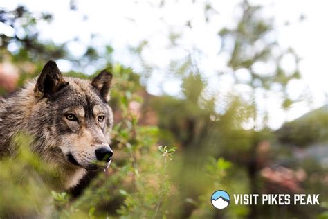 Wolf Sanctuary Manitou Springs Colorado