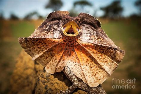 Frill Neck Lizard Displaying 7 Photograph By Paul Williamsscience Photo Library Pixels