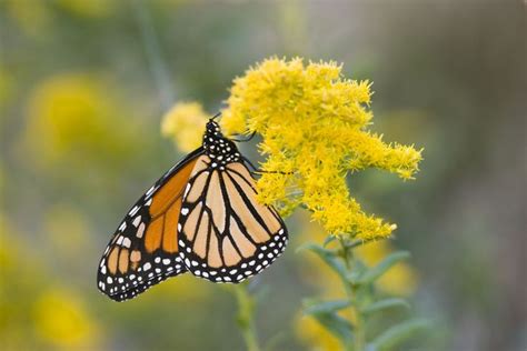 Monarch butterflies are sometimes called milkweed butterflies because of their symbiotic relationship with milkweed. Which Flowers Do Monarch Butterflies Like? | Monarch ...
