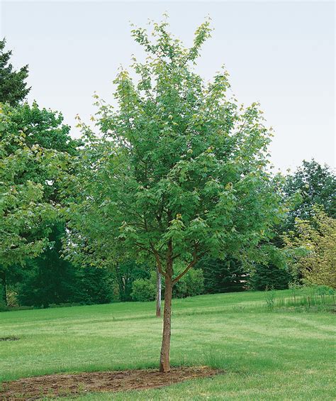 Rocky Mountain Glow® Maple Bower And Branch