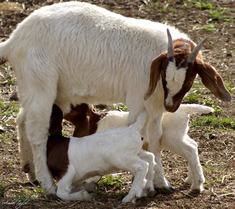 Totes My Goats Photograph By Amber Taylor Fine Art America