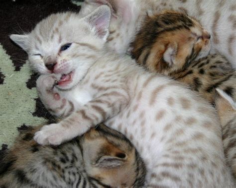Spotted Seal Mink Snow Bengal Kitten