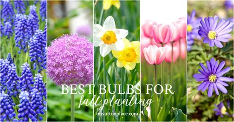 5 Best Bulbs For Fall Planting Spring And Summer Blooms