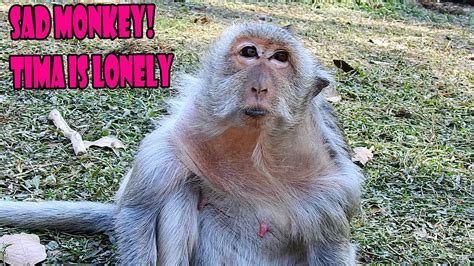 Sad Monkey Tima Is Lonely Monkey Youtube