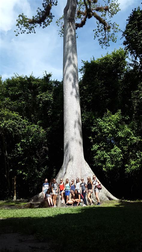La Ceiba The National Tree Of Guatemala Jungleadventures Tikal