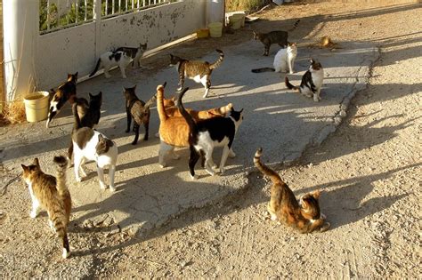 Idiom Of The Week Herding Cats Explorations In English Language Learning