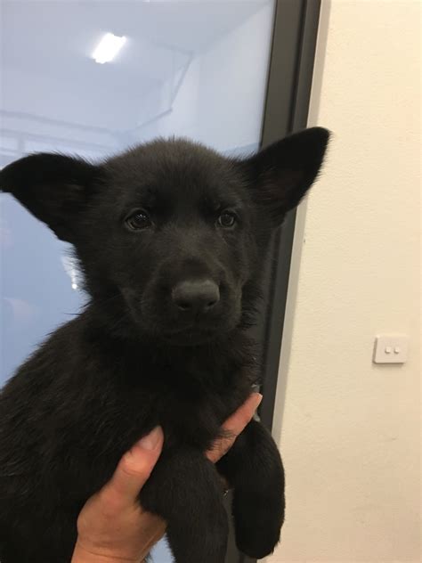 The following price range is from reputable or responsible breeders who can show bloodline certifications and proof of health testing so expect the initial purchase price to be high. German shepherd dog puppies available | 2 months old in ...
