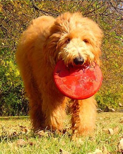 We currently offer four types of goldendoodles: F1 Standard Goldendoodle Puppies For Sale, Poodle crossed ...