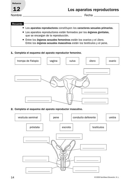 Ejercicio Interactivo De Aparato Reproductor Masculino Y Femenino