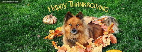 Cute Dog Happy Thanksgiving Facebook Cover