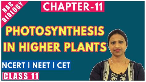 Photosynthesis In Higher Plants Class Plant Physiology Ncert