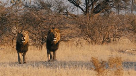 Sanctuary Retreats Botswana Luxury Safari Bench Africa Chobe