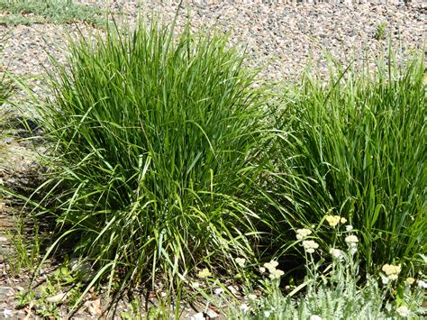 Feather reed grass 'karl foerster', calamagrostis 'stricta'. Update on Karl Foerster | Colorado Yard Care