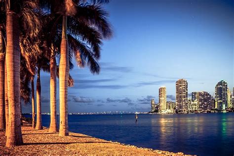 Palm Trees Line The Shore Of A Large Body Of Water With City Lights In