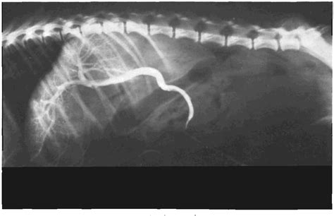 Figure 2 From Congenital Portosystemic Shunts In The Canine A Case