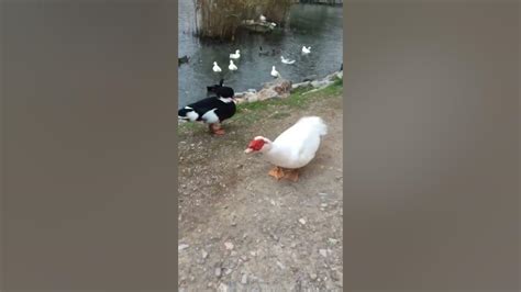 Twerking Duck Muscovy Duck Youtube