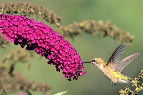 Azircounter Best Hummingbird Flowers Zone 8 10 Great Plants For