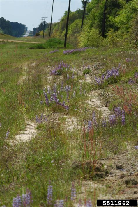 The ravishing blossoms are borne atop. perennial lupine, Lupinus perennis (Fabales: Fabaceae ...