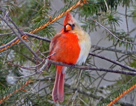 Rare Half Male Half Female Cardinal Spotted In Pennsylvania Birds