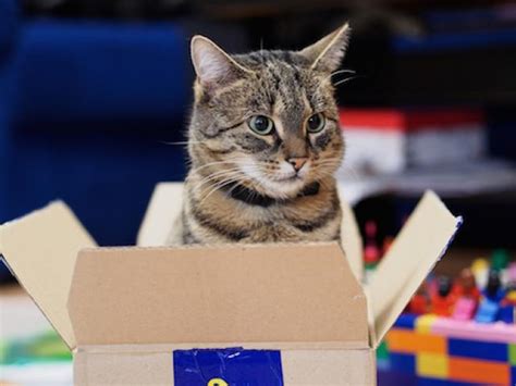 Why Do Cats Like Boxes Nuzzle