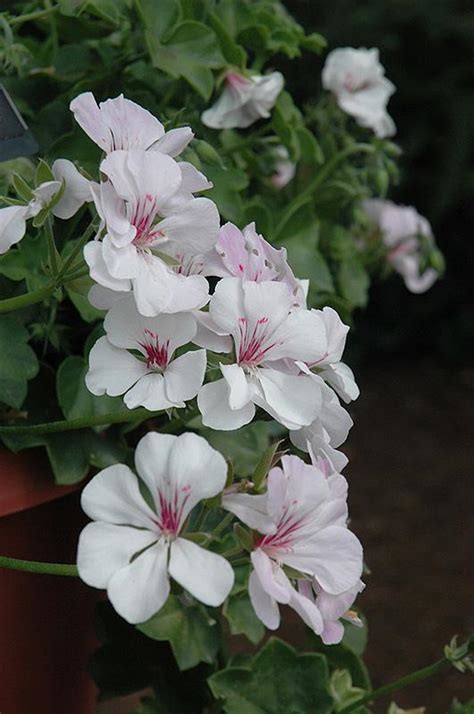 Ivy Geranium Precision White With Red Eye