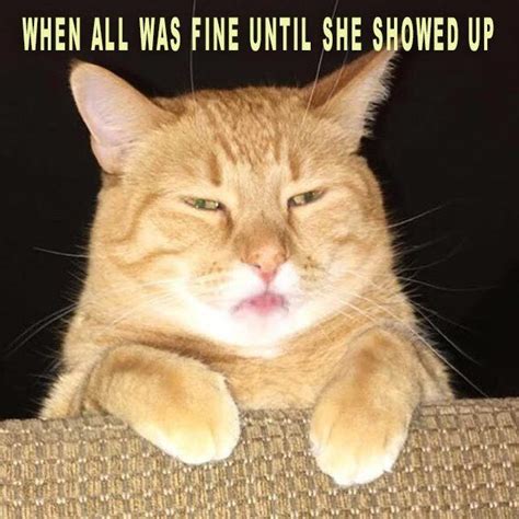 Gather The Fresh Funny Cat Memes Day 1 37 Hilarious Pets Pictures
