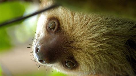 Sloths Only Poop Once A Week — But They Make It A Good One Howstuffworks