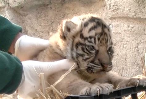 Video Shows Rare Sumatran Tiger Cub And Mother On First Days Together Wildlife News Al Jazeera