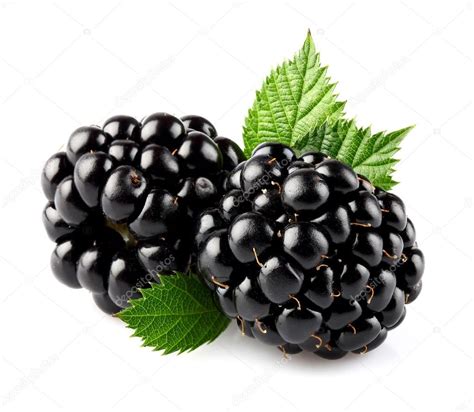 View live blackberry ltd chart to track its stock's price action. Blackberry with leaves — Stock Photo © Dionisvera #16621795