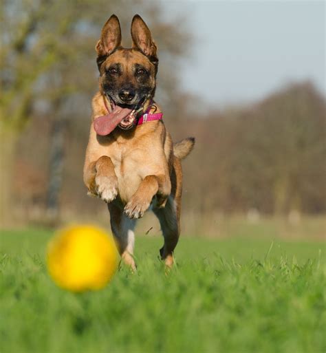 The belgian malinois is one of four varieties of belgian sheepdog: Malinois im Rassenportrait | edogs Magazin