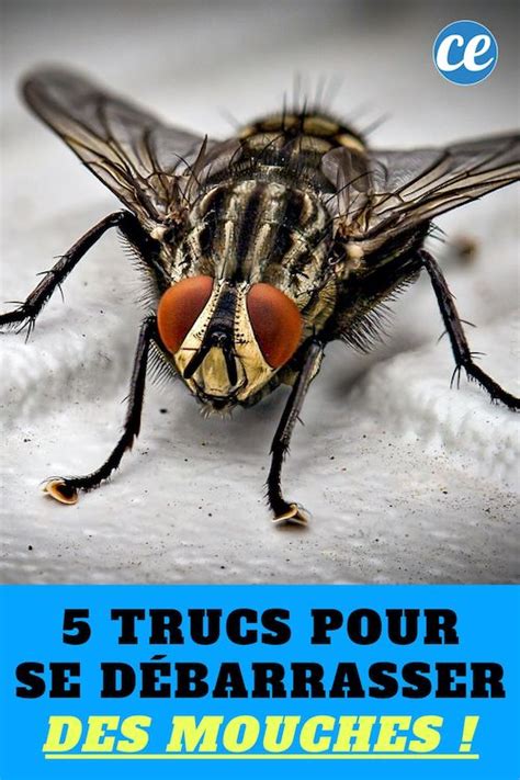 Les mouches ne sont pas dangereuses, mais leur présence dans la maison est énervante, voire perturbante. Mouches : 5 Astuces Radicales Pour S'en DÉBARRASSER. en ...