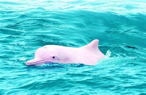 Pink Dolphin With Images Albino Animals Albino Dolphin Chinese