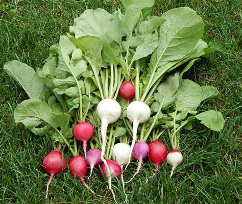 Photo Of The Entire Plant Of Radish Raphanus Sativus Easter Egg Posted By Tbgdn