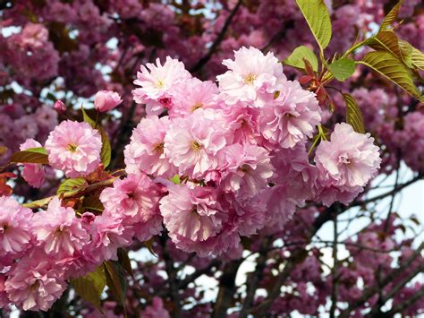 Free Images Nature Branch Flower Petal Bloom Food Produce Pink