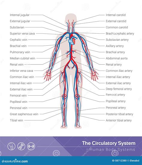 El Sistema Circulatorio Ilustración Del Vector Imagen 58712380