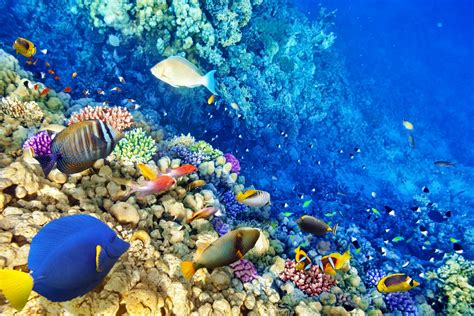 Underwater World Coral Reef Tropical Fishes Ocean