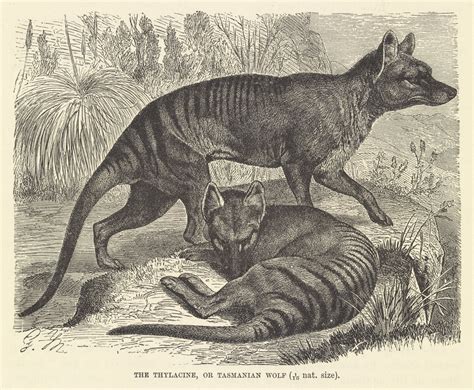 A Look Back At The Time Of The Tasmanian Tiger