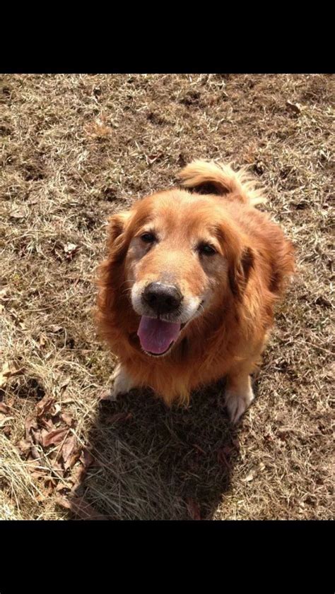 Harley My Best Friend Harley D Golden Retriever Harley