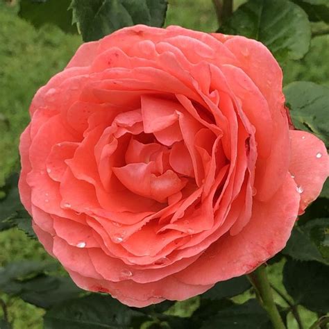 Amelia (Renaissance Shrub Rose)