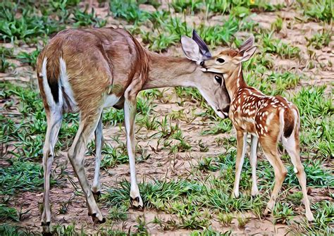 Loving Mother And Baby Deer Photograph By Gaby Ethington Pixels