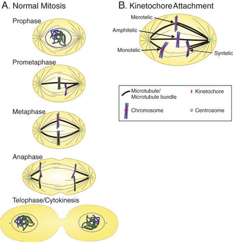Diagrammatic Representation Of Mitosis The Mitotic Apparatus And