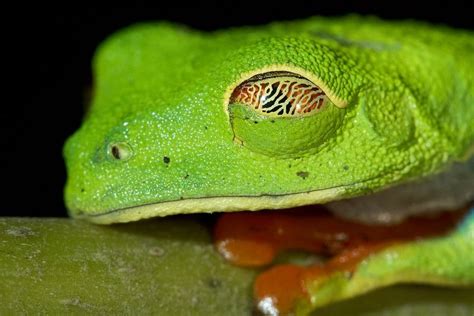 The Red Eyed Tree Frog Has An Extra Eyelid Nictitating Membrane That