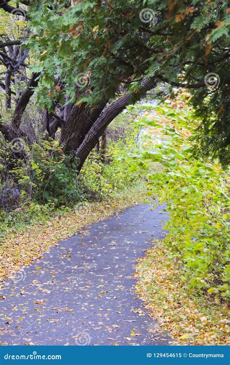 Autumn Pathway Into The Woods Stock Image Image Of Trees Vertical