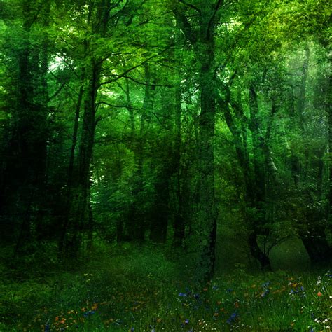 Download Green Forest Background By Frozenstocks By Virginiawalker