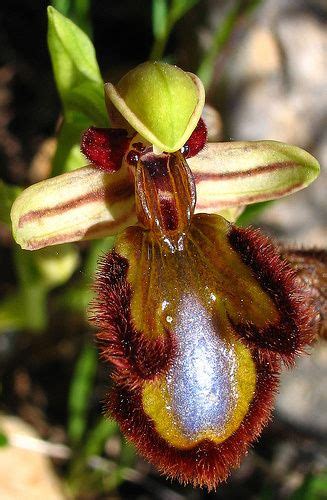 Mirror Orchid Ophrys Speculum Which Attracts Scolid Wasps By Adopting The “female Mimic