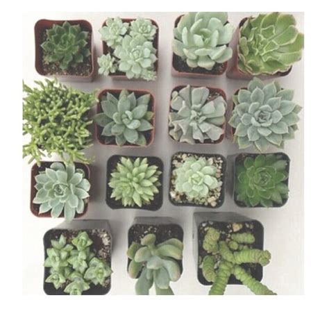 Succulents Plant Aesthetic Green Aesthetic Succulents